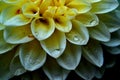 White flower in macro with water drops