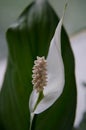 White flower in macroview