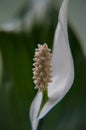 White flower in macroview