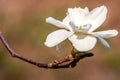 White flower magnolia close up macro on branch on green brown bl Royalty Free Stock Photo