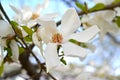 White flower magnolia cobus Magnolia kobus DC Royalty Free Stock Photo