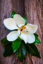 white flower of magnolia with green leaves