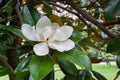 White flower Magnolia on a tree branch Royalty Free Stock Photo