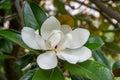 White flower Magnolia on a tree branch Royalty Free Stock Photo