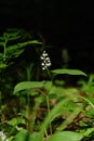 White flower of Maianthemum bifolium false lily of the valley or May lily in the forest on a sunny day Royalty Free Stock Photo