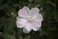 White flower of Malva arborea Lavatera arborea, Malva eriocalyx, the tree mallow