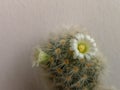 White flower of Mammillaria cactus on background. Royalty Free Stock Photo