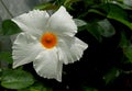 White flower of Mandevilla laxa Chilean Jasmine