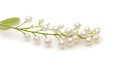 White flower with many small white pearls on it Royalty Free Stock Photo