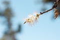 White flower of Melaleuca cajuputi Powell, Cajuput tree, paper bark tree or swamp tea tree on blue sky background.