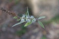 White flower of Melaleuca cajuputi Powell, Cajuput tree, paper bark tree or swamp tea tree with sunlight.