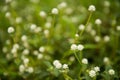 White flower Mimosa pudica