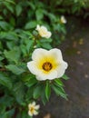 A white flower at the mini garden Royalty Free Stock Photo