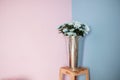 White Flower in modern vase decoration design on stand with pink and blue color wall background Royalty Free Stock Photo