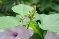 White flower in the morning