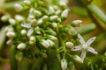 White flower moss Royalty Free Stock Photo