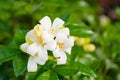 White flower Murraya paniculata Royalty Free Stock Photo