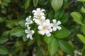 White flower Murraya paniculata Royalty Free Stock Photo