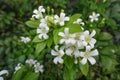 White flower Murraya paniculata Royalty Free Stock Photo