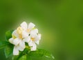 White flower Murraya paniculata Royalty Free Stock Photo