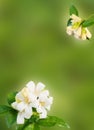 White flower Murraya paniculata Royalty Free Stock Photo
