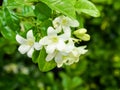 White flower Murraya paniculata Royalty Free Stock Photo