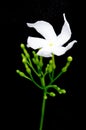 White flower Murraya paniculata or Orange Jessamine isolated on Royalty Free Stock Photo