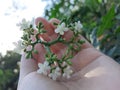 WHITE FLOWER IN MY HAND Royalty Free Stock Photo
