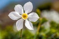 White flower Narcisus poeticus in the garden Royalty Free Stock Photo