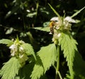 White flower Nettle and Honey bee