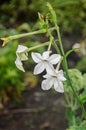 White flower Nicotiana alata Regina Noptii, green branch, close up