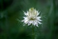 White flower Nigella in the garden, selectiv focus