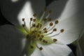 White flower Royalty Free Stock Photo