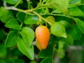 Fruit of Orange Jessamine with leaves. Royalty Free Stock Photo