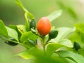 White flower of Orange Jessamine Royalty Free Stock Photo