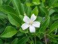 White flower of Orange Jessamine Royalty Free Stock Photo