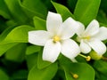 White flower of Orange Jessamine Royalty Free Stock Photo