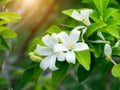 White flower of Orange Jessamine Royalty Free Stock Photo