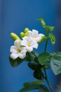 White flower of Orange Jessamine, Satin wood, Murraya exotica tr