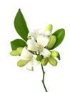 White flower of Orange Jessamine, Satin wood, Murraya exotica tree Royalty Free Stock Photo