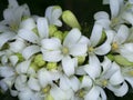 White flower of Orange Jessamine, Satin wood, Murraya exotica tree Royalty Free Stock Photo