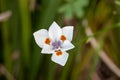 White flower with orange spots called Dietes bicolor, the African iris, fortnight lily or yellow wild iris in a green meadow