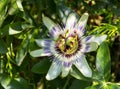 White flower Passiflora closeup in the leaves on a sunny day Royalty Free Stock Photo