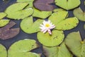 A white flower in a pattern of lily pads in a pond Royalty Free Stock Photo