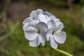 White Flower Pelargonia on a sunny day close up Royalty Free Stock Photo