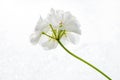 White Pelargonium geranium flower on a white background close-up
