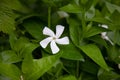 White flower Periwinkle. Green leaf. Natural background. Bud of a summer garden flower Royalty Free Stock Photo