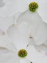 White flower petal texture of Flowering Dogwood tree, latin name Cornus Florida Royalty Free Stock Photo