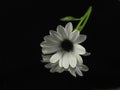 White flower petals beautiful natural aroma smell plant spring