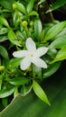 White Flower with 5 Petals and Buds and Green Leaves